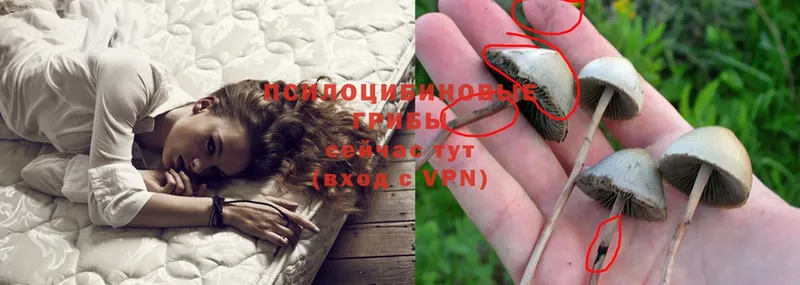 Галлюциногенные грибы Psilocybe  сколько стоит  Борзя 